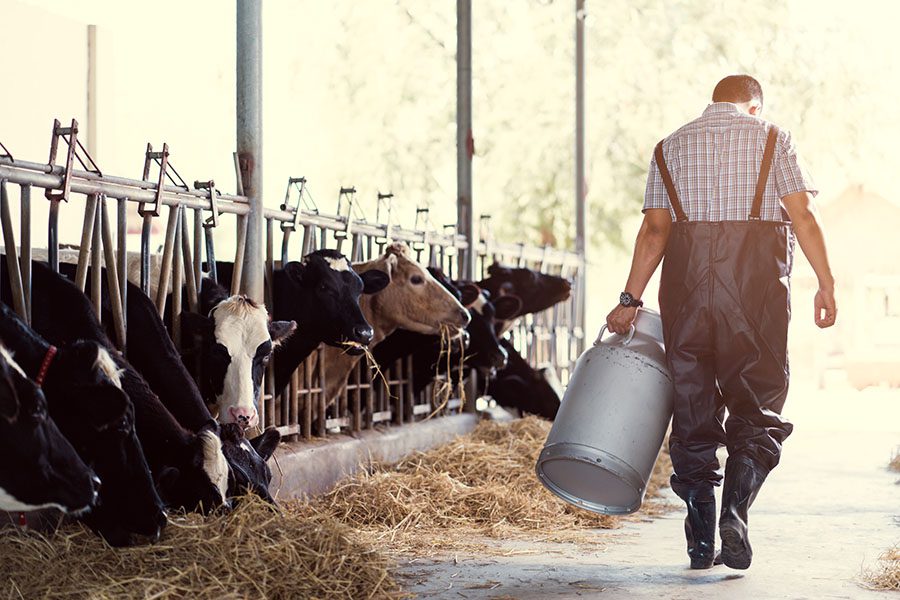 Agribusiness Insurance - View of a Mature Dairy Farmer Walking Next to His Cows with a Milk Pail in His Hands