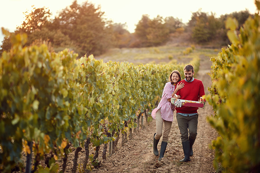 Specialized Business Insurance - View of a Cheerful Young Couple Walking Through Their Vineyard Ready to Pick Some Grapes