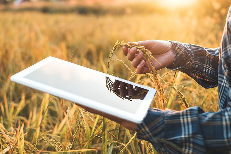 Video Library - Closeup Portrait of a Farmer Standing in a Field of Wheat While Holding a Tablet in His Hands